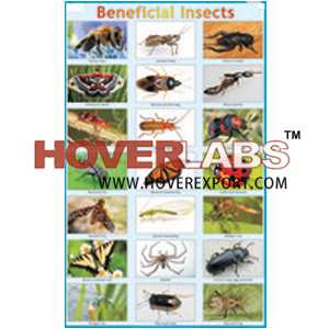 Beneficial Insects