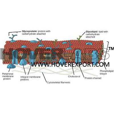 Lipid Bi-Layer Bilayer Membrane Model