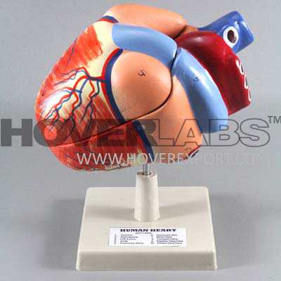 Human Heart Model