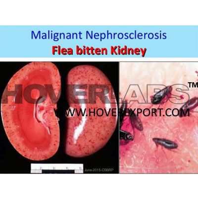 Malignant Nephroschlerosis, Flee Bitten Kidney Model