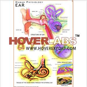 Human Ear