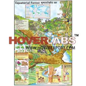 Equitorial Forests Chart