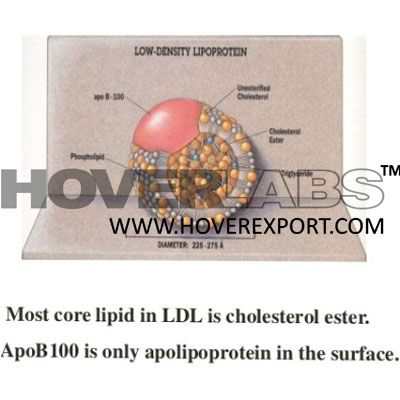 Blood Plasma Proteins, Lipoprotein Model