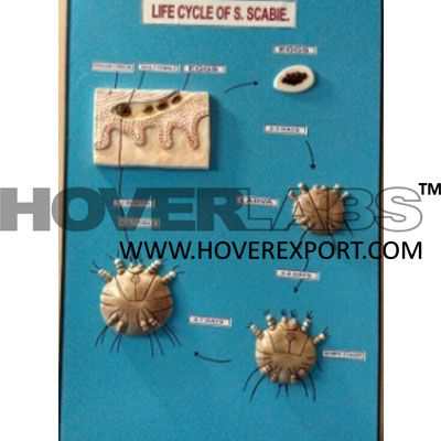 Life Cycle  of S. Scabies Model