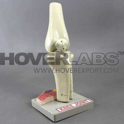 Human Knee Joint Model