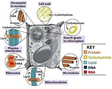 Biological Molecules Model