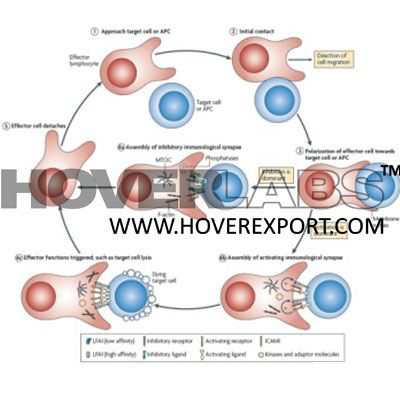 Mechanisms and Functions Model