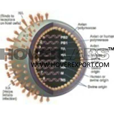 Swine Flue H1na Virus