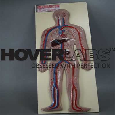 Human Circulatory System Model