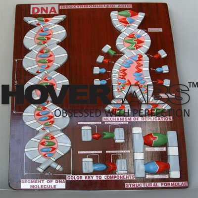 DNA Model
