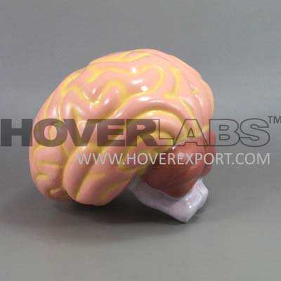 Human Brain Model