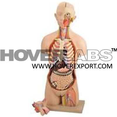 Human Body Torso,14-Parts Model