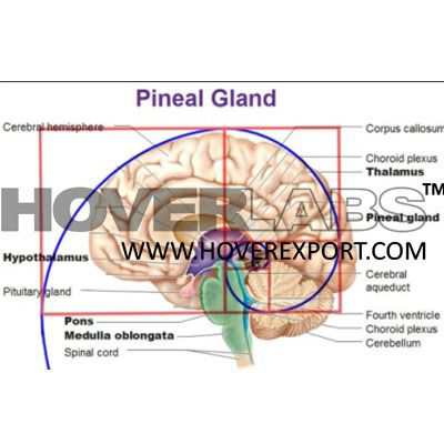 Bio Pineal Gland Model