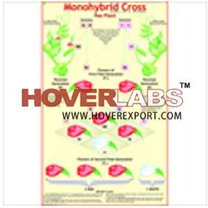 Monohybrid Cross