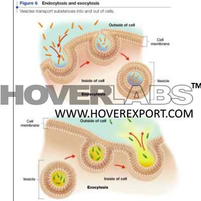 Endocytosis, Exocytosis Model