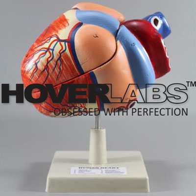 Human Heart Model