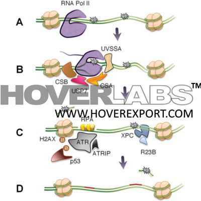 Biomolecules Model