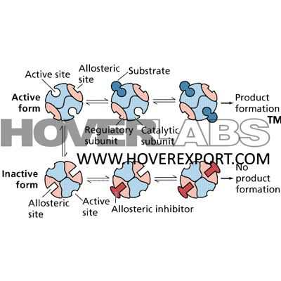 Enzymes & Reaction Model