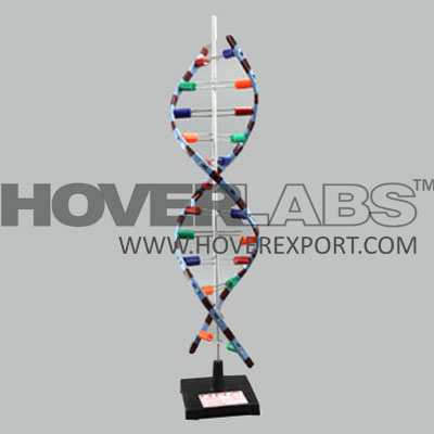 Human DNA Structure Model