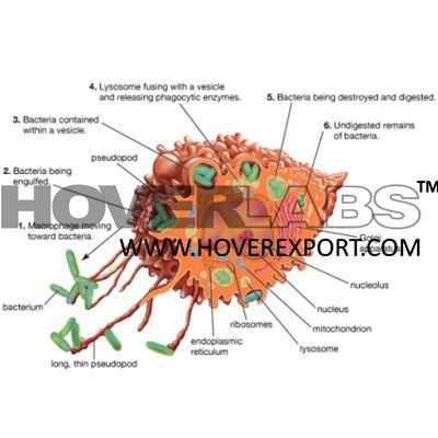 Mononuclear Phagocyte System Model
