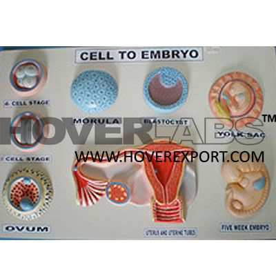 Cell to Embryo Stages Model