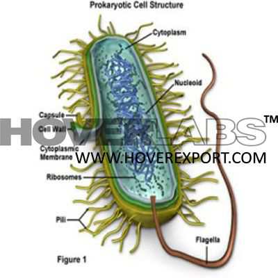 Bacteria Structure Model