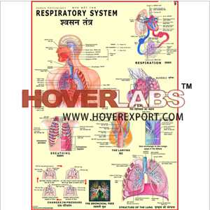 Respiratory System