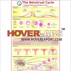 Menstrual Cycle