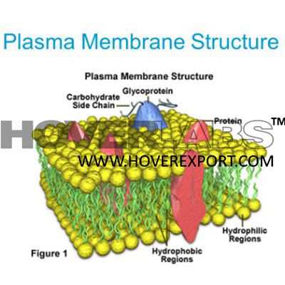 Multiple Proteins Model