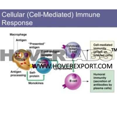 Cell Mediated Immune Response Model