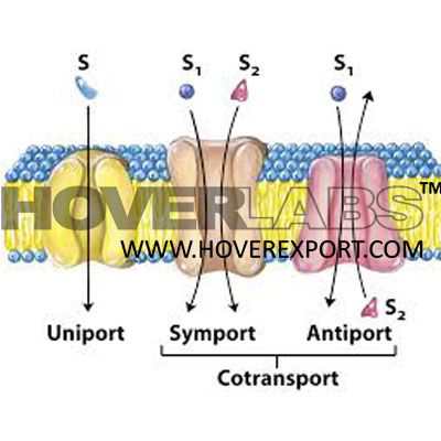 Uniport/ Simport, Antiport Model