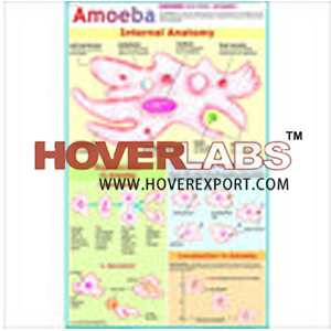 Life History of Amoeba