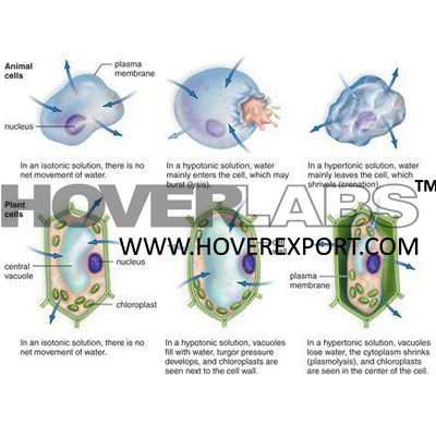 Osmosis in Animal & Plant Cell Model