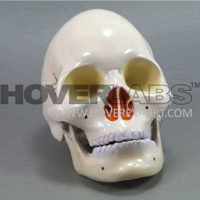 Human Skull Model