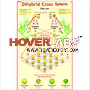 Dihybrid Cross