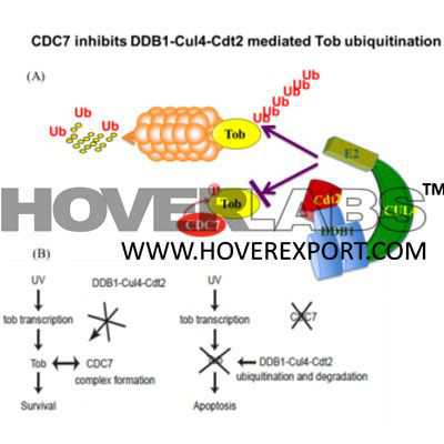 Inhibitors of DNA Replication Apoptosis Model