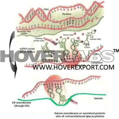 Transciption of Genetic Code Model