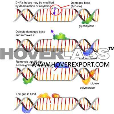 DNARepair Mechanism Model