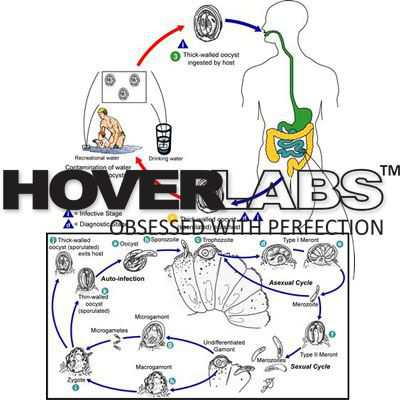 Life Cycle of Cryptospordium Model