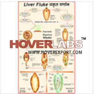 Life History of Liver Fluke