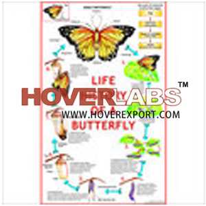 Life History of Butterfly