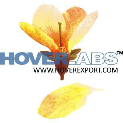 Flower ( Prunus)